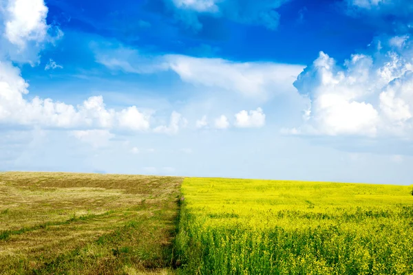 Paysage rural paisible dans un vaste champ — Photo