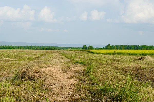 Hay in wide peaceful field in countryside — Stock Photo, Image