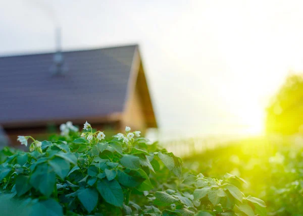 Beautiful sunset in green garden with garden house