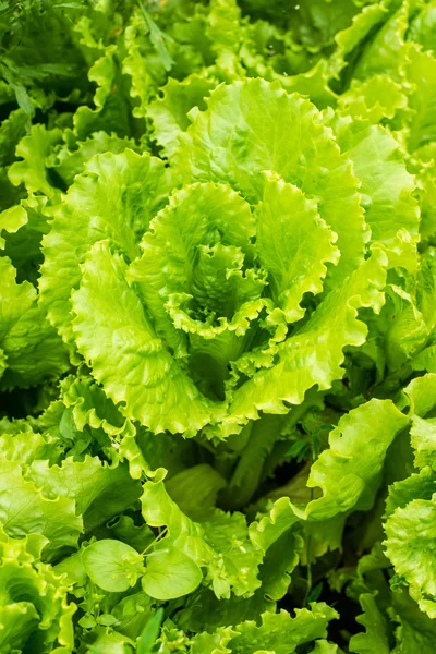 Fresh green lettuce — Stock Photo, Image