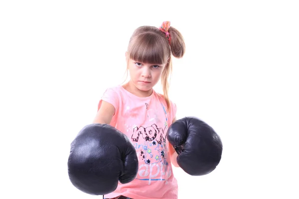 Young baby boxer — Stock Photo, Image