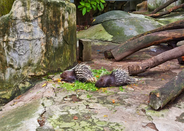 Malayan porcupines (Hystrix brachyura) in Saigon Zoo — Stock Photo, Image