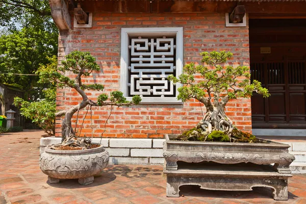 Miniature trees in Temple of Literature. Hanoi, Vietnam. — Stock Photo, Image