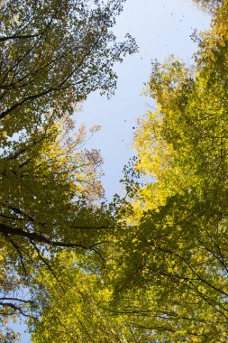 Sonbahar ağaçlarının altın dalları gökyüzüne ulaşıyor.