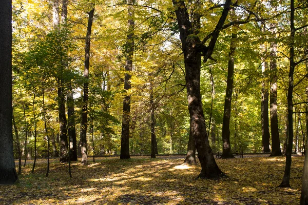 Φθινοπωρινό Πάρκο Κίτρινο Φύλλωμα Όμορφο Και Ήσυχο Μέρος Φθινόπωρο Τοπίο — Φωτογραφία Αρχείου