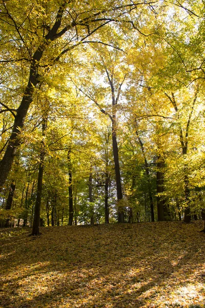 Jesienny Park Żółte Liście Piękne Spokojne Miejsce Jesienny Krajobraz — Zdjęcie stockowe