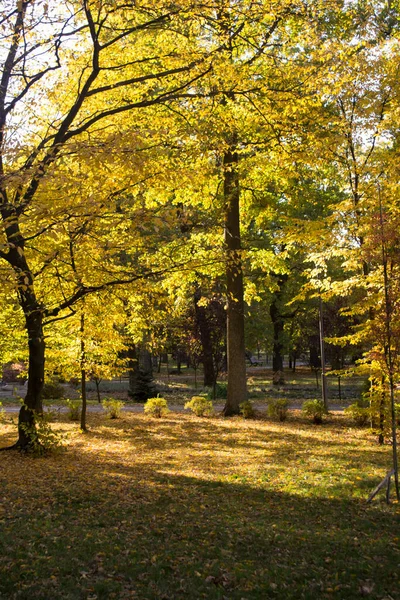 Parque Outono Folhagem Amarela Lugar Bonito Tranquilo Paisagem Outono — Fotografia de Stock