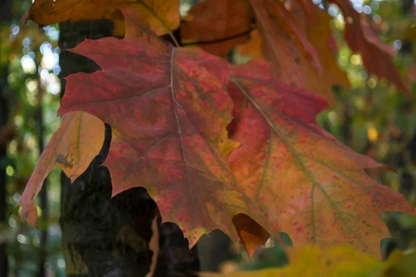 Roble Sale Parque Otoño Cerca Hermoso Fondo Otoño — Foto de Stock