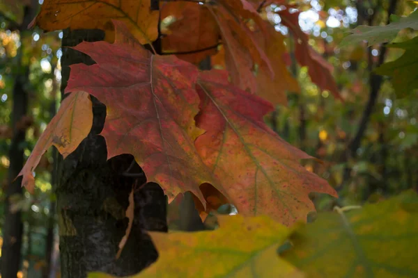 Roble Sale Parque Otoño Cerca Hermoso Fondo Otoño — Foto de Stock