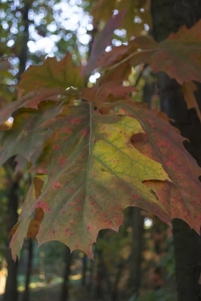 Roble Sale Parque Otoño Cerca Hermoso Fondo Otoño — Foto de Stock