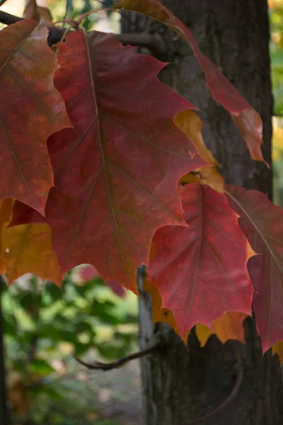 Quercia Parte Parco Autunno Vicino Bellissimo Sfondo Autunno — Foto Stock