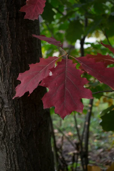 Quercia Parte Parco Autunno Vicino Bellissimo Sfondo Autunno — Foto Stock