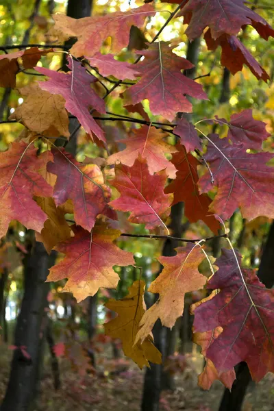 Φύλλα Βελανιδιάς Στο Πάρκο Φθινοπώρου Κοντά Όμορφο Φόντο Φθινόπωρο — Φωτογραφία Αρχείου