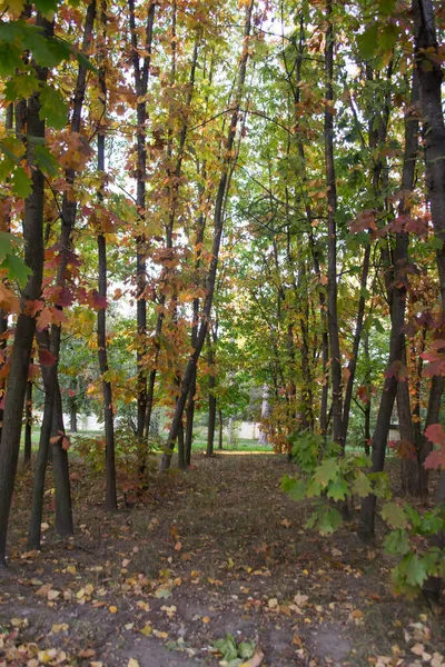 Sonbahar Parkı Sarı Yapraklar Güzel Huzurlu Bir Yer Sonbahar Manzarası — Stok fotoğraf