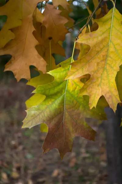 Roble Sale Parque Otoño Cerca Hermoso Fondo Otoño — Foto de Stock