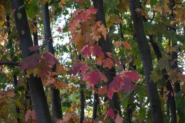 橡木叶子在秋天的公园 美丽的秋天背景 — 图库照片