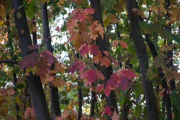 Roble Sale Parque Otoño Cerca Hermoso Fondo Otoño — Foto de Stock