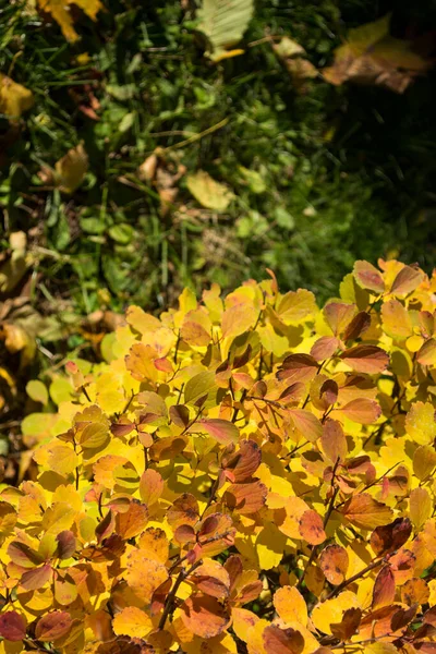 Zbliżenie Kolorowych Liści Jesiennym Parku Obraz Stockowy