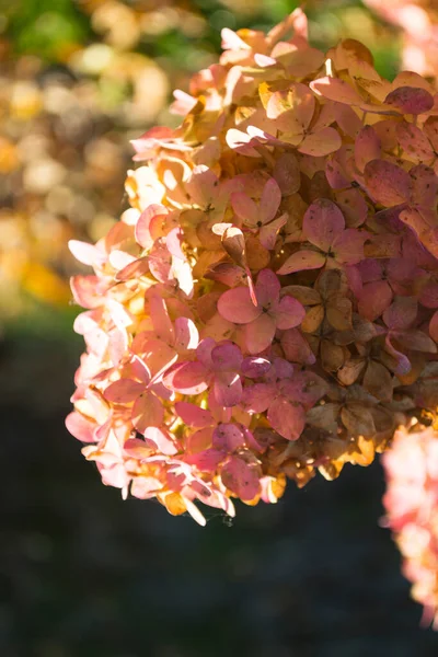 Närbild Rosa Hortensia Höstparken Stockbild