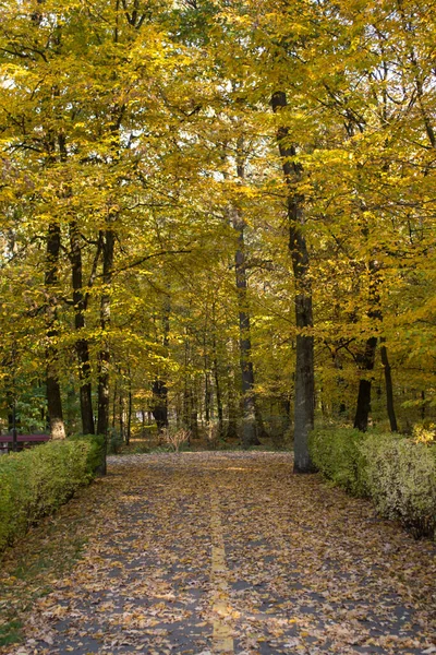 Podzimní Park Žluté Listí Krásné Klidné Místo Podzimní Krajina Stock Snímky
