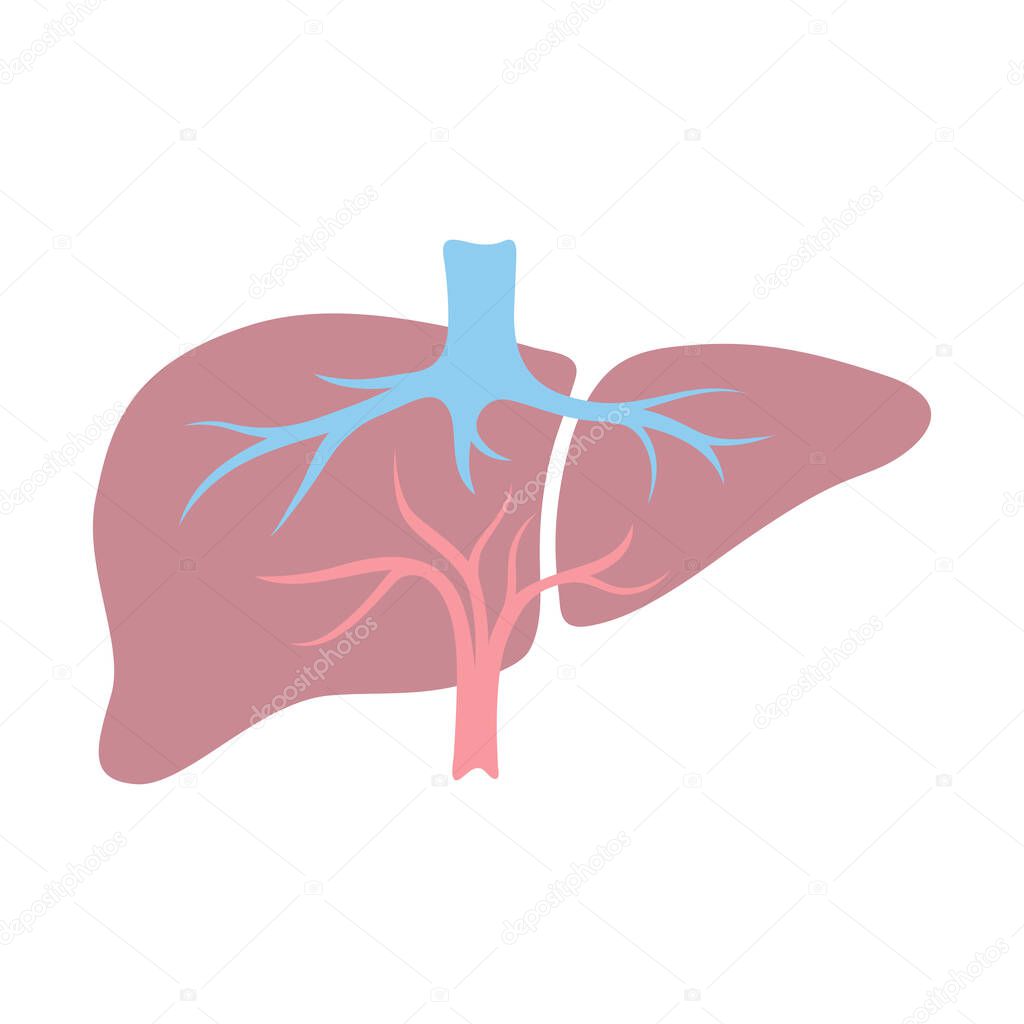 Ilustración Del órgano Interno Del Hígado Anatomía Del Cuerpo Humano