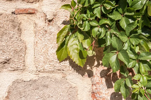 Wall and leaves — Stock Photo, Image