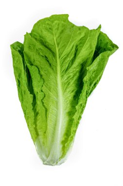 İzole edilmiş beyaz arkaplanda taze yeşil Romaine Marul (Lactuca sativa)