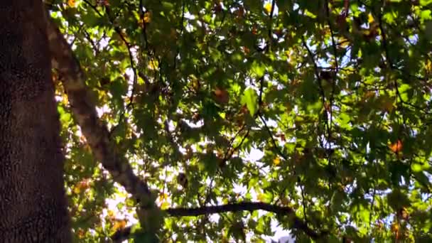 Słońce Świecące Przez Kołyszące Gałęzie Drzew Liście Jesienią — Wideo stockowe