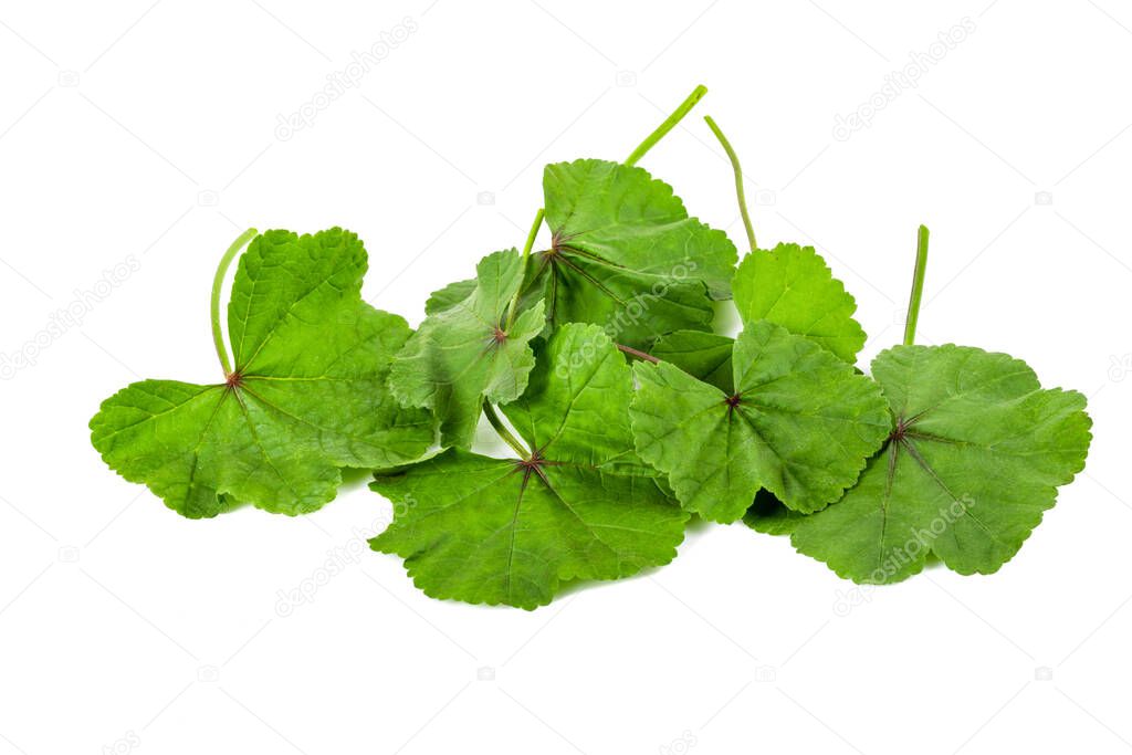 Freshly harvested hibiscus leaves on isolated white background