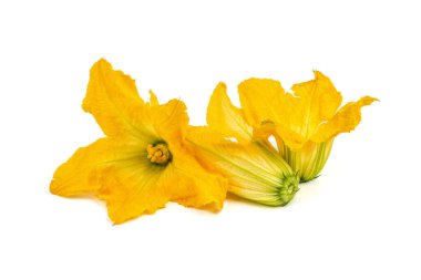 Beyaz arka planda taze ve sağlıklı kabak çiçeği