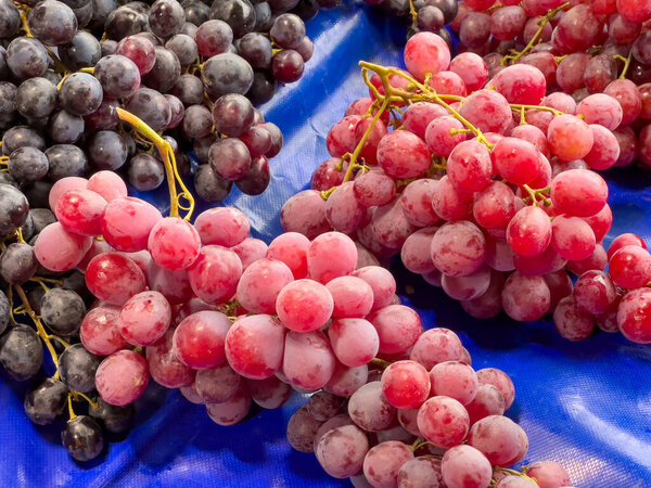 Purple and red grapes lined up on the counter at a farmers market.