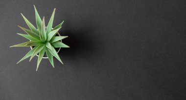 Yapay kaktüs bitkileri, plastik ya da sahte ağaç.