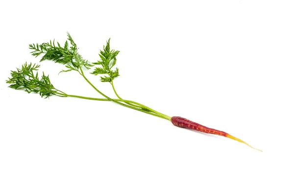 Freshly Harvested Mini Red Carrots Isolated White Background — Fotografia de Stock