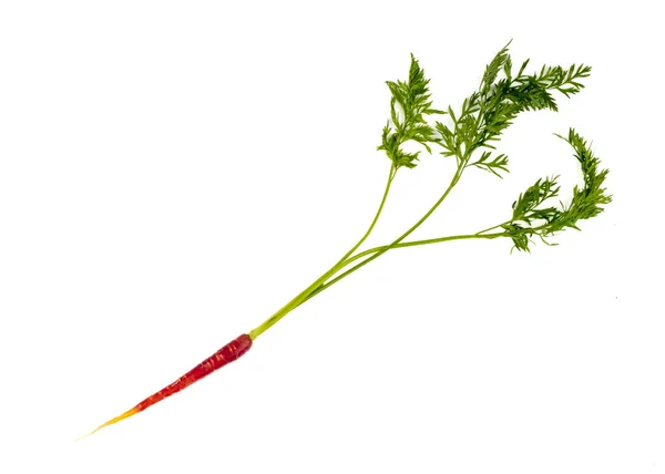 Freshly Harvested Mini Red Carrots Isolated White Background — Stockfoto