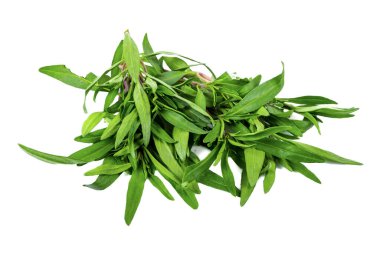 İzole edilmiş beyaz arka planda yeni toplanmış zahter kekiği