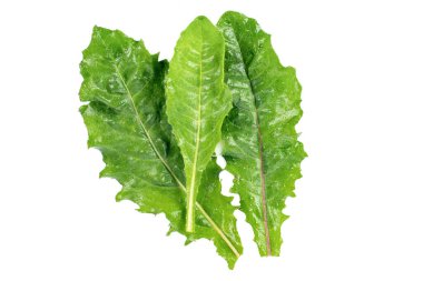 İzole edilmiş beyaz arka planda taze toplanmış karahindiba.