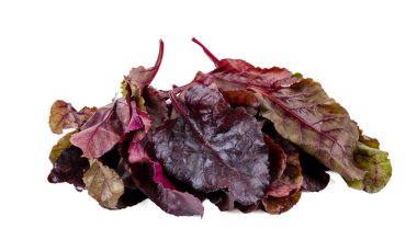 İzole edilmiş beyaz arka planda taze toplanmış kırmızı pancar yaprakları.