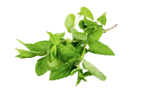 Newly Harvested Fresh Mint Isolated White Background — стоковое фото