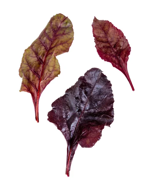 Freshly Harvested Red Beetroot Leaves Isolated White Background — Foto Stock
