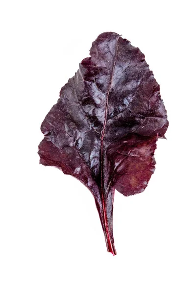 在孤立的白色背景上 新收获的红甜菜叶 — 图库照片