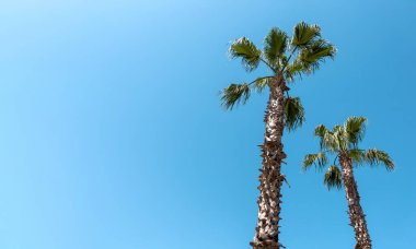 Two palm trees in front of blue sky in sunny summer day