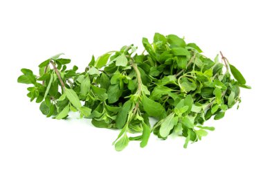 Freshly picked fresh purslane leaves on an isolated white background