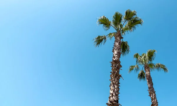 여름날푸른 야자나무 그루가 — 스톡 사진