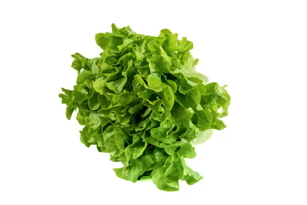 Newly Harvested Fresh Lettuce Isolated White Background — Photo