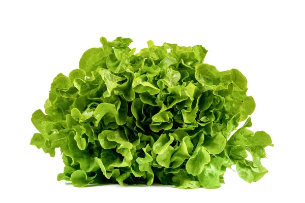 Newly Harvested Fresh Lettuce Isolated White Background — Fotografia de Stock