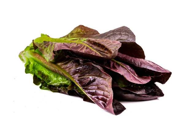 Newly Harvested Fresh Lettuce Isolated White Background — Stockfoto