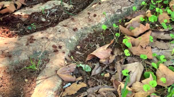 Mravenci Dělají Týmovou Práci Kmeni Stromu Podzim — Stock video