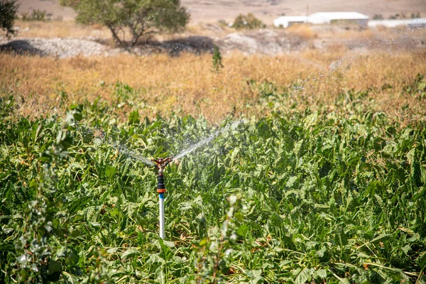 蔬菜园自动洒水灌溉系统 选择性聚焦和运动模糊 — 图库照片