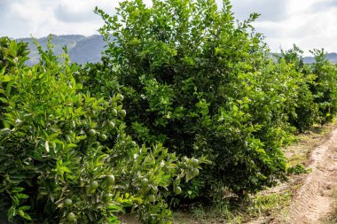 Güneşli bir günde portakal dalında olgunlaşmamış portakallar