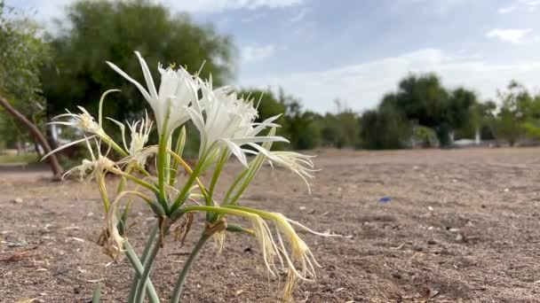 Песочная Лилия Морской Нарцисс Вид Вблизи Pancratium Maritimum Цветущее Дикое — стоковое видео